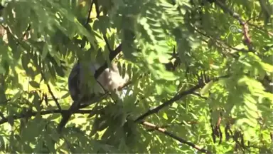 Ağaçta Mahsur Kalan Yavru Kedi Kurtarıldı