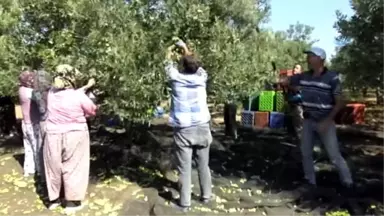 Balıkesir'de Zeytin Hasadı Başladı