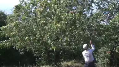 Uludağ'da Kestane Hasadı Başladı