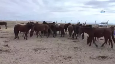 Yılkı Atları Kırgızların Elinde Evcilleşiyor