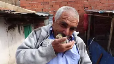 Çalınan Güvercinlere Değil Yavrulara Üzüldü