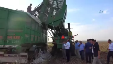 Şanlıurfa'da Beyaz Altın Hasadı