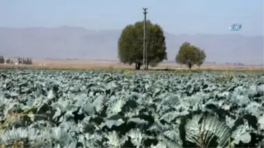 Muş'ta Lahana Hasadı Devam Ediyor