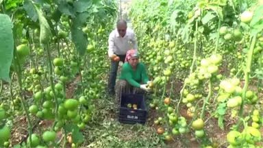 Mersin'de Güz Domatesi Hasadı Başladı