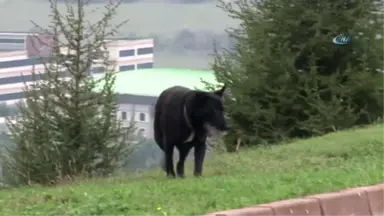 Yavrularını Kaybeden Köpek, Ağzındaki Taşı Yavrusu Sanıyor