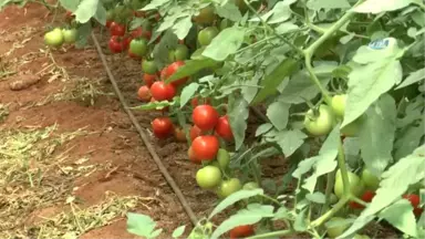 Antalya'da Güzlük Domates Hasadı Başladı