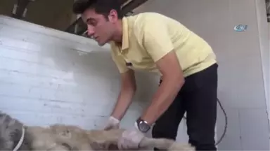 Yaralı Köpeğe Belediye Sahip Çıktı