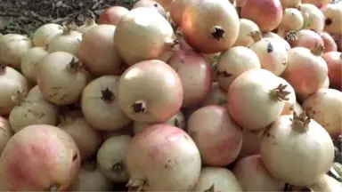 Keben Narında Hasat Başladı - Mersin