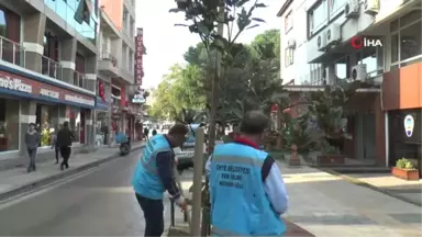 Ünye Caddelerine Manolya Ağaçları