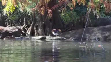 Central Park'ın Davetsiz Misafiri Mandarin Ördeği Parkın Maskotu Oldu - New