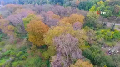 Tam 600 Yaşında Olduğu Düşünülüyor,türkiye'nin En Yaşlı Çınarı Bulunmuş Olabilir.