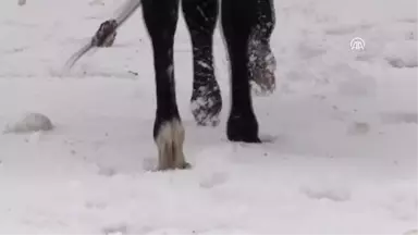 Cirit Atlarının Kar Üstündeki Dansı Başladı - Kars