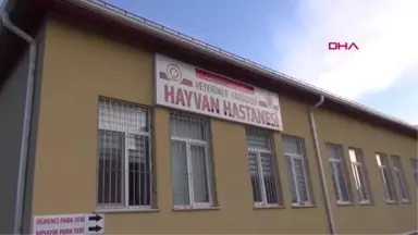 Sivas Yavru Köpeğin Bağırsağından Vida ve Tel Çıktı