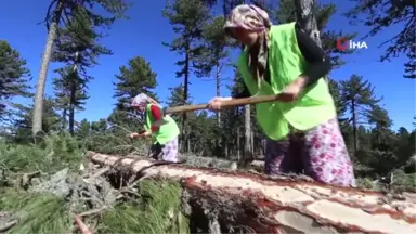 Elleri Nasırlı Anadolu Kadını Ekmeğini Ormandan Çıkarıyor