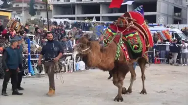 Milas'ta Deve Güreşi Festivali