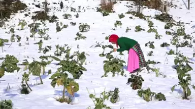 Karadeniz Kadınları, Aa'nın 