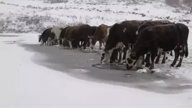 Aktaş Gölü'nün Yüzeyi Buz Tuttu