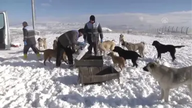 Sokak Hayvanları Belediyeye Emanet