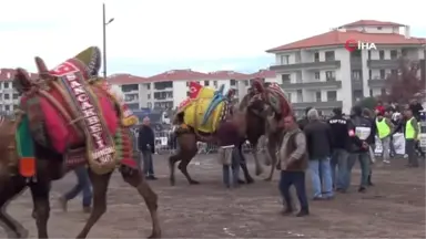 Ayvalık'ta 14. Geleneksel Deve Güreşleri Coşkusu