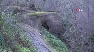 Ordu'daki 'Fil Kayası' Görenleri Şaşırtıyor