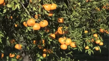 Bodrum Mandalina Hasat Festivaline Doğru