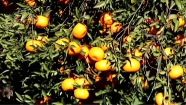 Bodrum Mandalinası Festivalle Hasat Edilecek