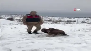 Yaralı Halde Donmak Üzereyken Bulunan Akbaba Tedavi Altına Alındı