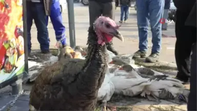 Hindi Fiyatlarını Yüksek Bulan Vatandaşlar Kazlara Yöneldi