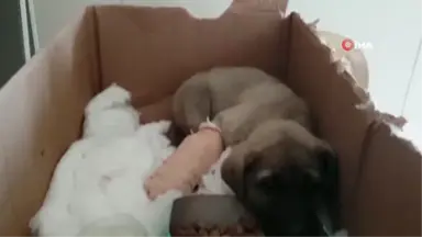 Bacağını Araba Ezen Yavru Köpeğe Belediye Sahip Çıktı