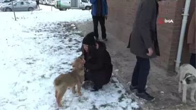 Van'da Sokak Köpekleri İçin Sıkı Çalışma