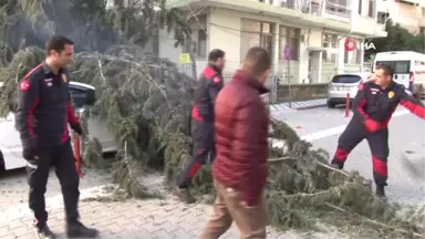 50 Metrelik Ağaç Çocuk Parkının Üzerine Devrildi