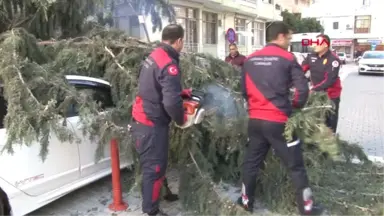 Adana 30 Metrelik Ağaç, Çocuk Parkının Üzerine Devrildi