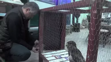 Yaralı Halde Bulunan Kartal Tedavi Altına Alındı