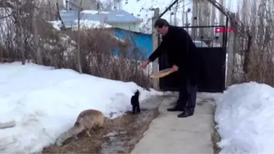 Erzurum Tilki ve Kediyi Bir Arada Besliyor