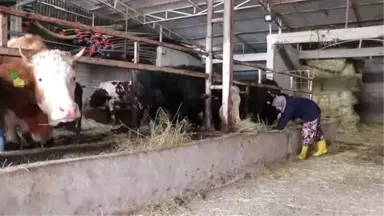 Arkadaşlarına Heves Etti Üretici Oldu - Tekirdağ