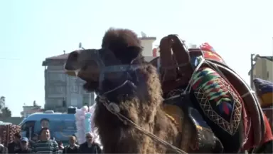 Deve Güreşleri İlgi Gördü