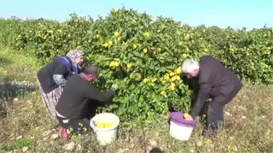 Aşırı Yağış Limon Hasadını Geciktirdi