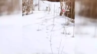 Bitlis'te Beyaz Gelincik Görüntülendi