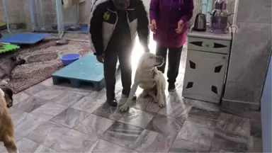 Yaralı Köpekler Tedavi Altına Alındı - Gaziantep