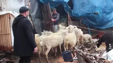 Cezaevinden Çıkıp Devlet Desteğiyle Sürü Sahibi Oldular - Bursa