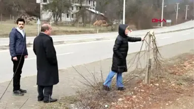 Bolu Mengen'de Ağaçlar İkinci Defa Kesildi