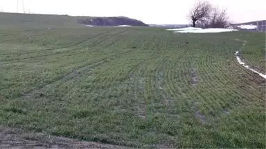 Yağış Buğday Üreticisini Sevindirdi - Tekirdağ