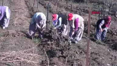 Tokat Tarlada Çalışan Kadınlara Pastalı Kutlama