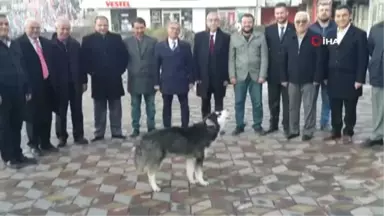 MHP Seçim İrtibat Bürosunun Önünde Uluyan Kurt Köpeği Şaşırttı