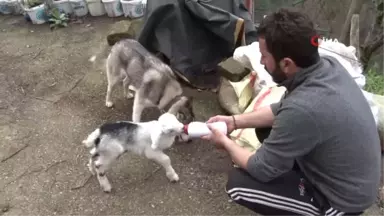 Sibirya Kurdu ile Yavru Keçinin Dostluğu