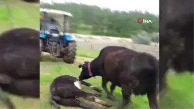 Ölen Yavrusunu Sürükleyen Traktörün Peşini Bırakmadı.