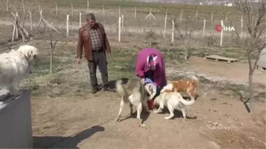 Sokak Hayvanlarına Aile Şefkatiyle Bakıyorlar