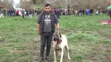 Türk Çoban Köpekleri Festivali