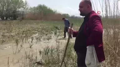 Baraj Çekildi Binlerce Balık Kıyıya Vurdu