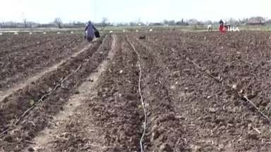 Bafra Ovası'nda Örtü Altı Karpuz ve Kavun Ekimleri Başladı